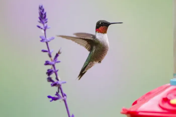 Framed Print : Ruby-throated Hummingbird (Archilochus colubris) male feeding Framed Print : Ruby-throated Hummingbird (Archilochus colubris) male feeding