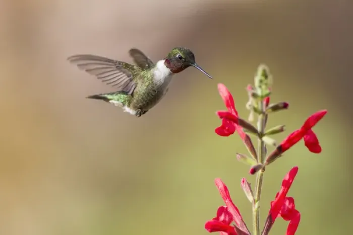 Framed Print : Ruby-throated Hummingbird (Archilochus colubris) male feeding