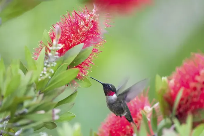 Framed Print : Ruby-throated hummingbird (Archilochus colubris) male feeding