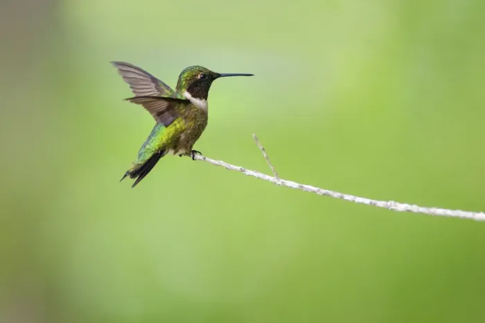 Framed Print : Ruby-throated hummingbird (Archilochus colubris) male landing Framed Print : Ruby-throated hummingbird (Archilochus colubris) male landing