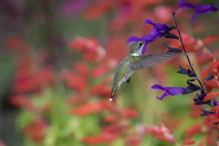 Framed Print : Ruby-throated Hummingbird (Archilochus colubris) on Purple Majesty Salvia (Salvia Framed Print : Ruby-throated Hummingbird (Archilochus colubris) on Purple Majesty Salvia (Salvia