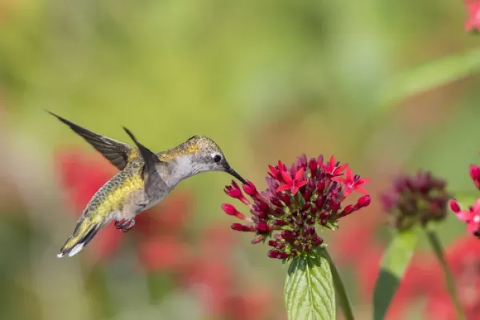 Framed Print : Ruby-throated Hummingbird (Archilochus colubris) at Red Pentas (Penta lanceolata) in Marion County Framed Print : Ruby-throated Hummingbird (Archilochus colubris) at Red Pentas (Penta lanceolata) in Marion County