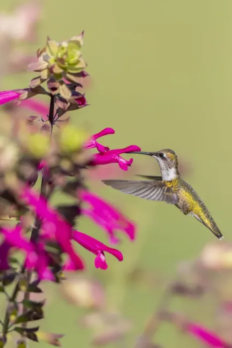 Framed Print : Ruby-throated Hummingbird (Archilochus colubris) at Salvia Fuchsia Framed Print : Ruby-throated Hummingbird (Archilochus colubris) at Salvia Fuchsia