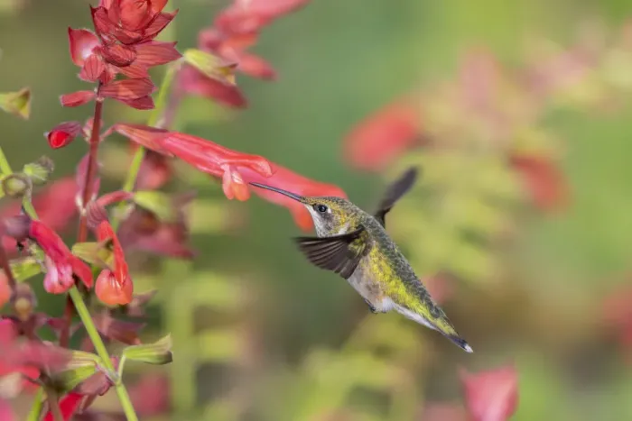Framed Print : Ruby-throated Hummingbird (Archilochus colubris) at Skyscraper Orange Salvia