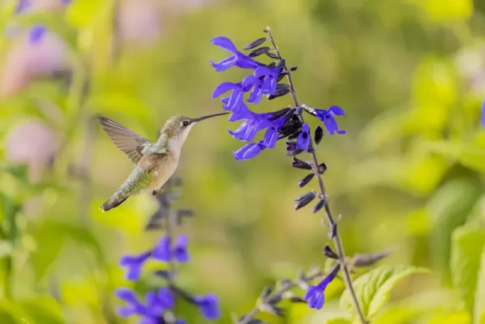 Framed Print : Ruby-throated hummingbird at black and blue salvia Framed Print : Ruby-throated hummingbird at black and blue salvia