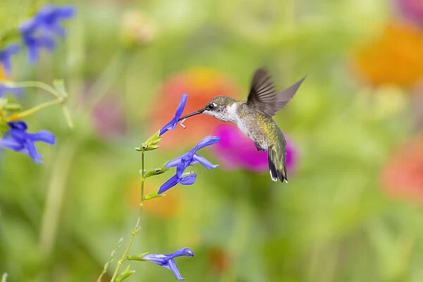 Ruby-throated hummingbird at blue ensign salvia