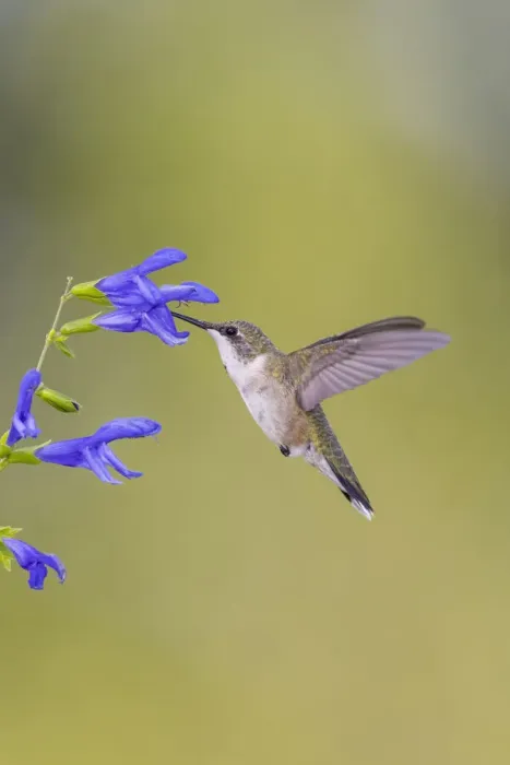 Framed Print : Ruby-throated hummingbird at blue ensign salvia