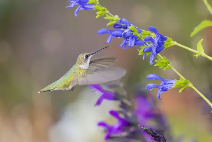Framed Print : Ruby-throated hummingbird at blue ensign salvia