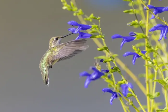 Framed Print : Ruby-throated hummingbird at blue ensign salvia Framed Print : Ruby-throated hummingbird at blue ensign salvia