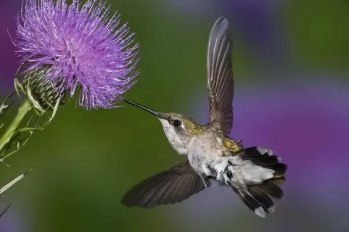 Framed Print : Ruby-throated hummingbird in flight at thistle flower, Archilochus colubris Framed Print : Ruby-throated hummingbird in flight at thistle flower, Archilochus colubris