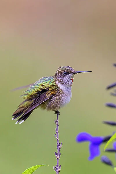 Ruby-throated Hummingbird immature male bathing in garden during a rain shower, Marion County, Illinois