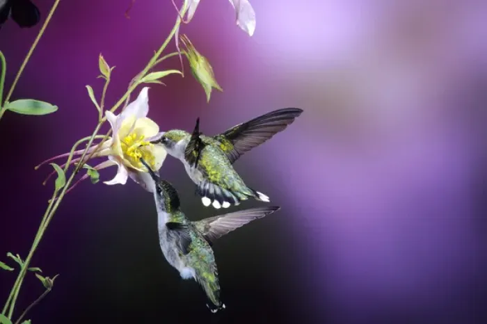 Framed Print : Ruby-throated Hummingbirds (Archilochus colubris) females at McKanas Hybrid Columbine