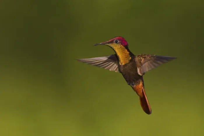 Framed Print : Ruby Topaz Hummingbird
