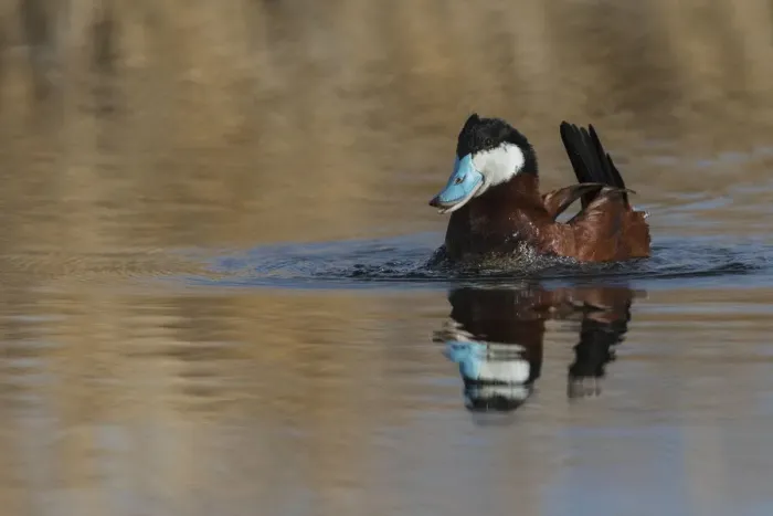 Framed Print : Ruddy duck, courtship display Framed Print : Ruddy duck, courtship display