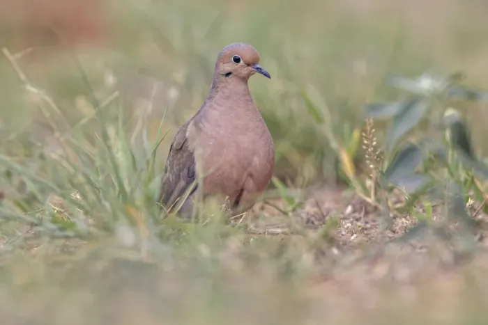 Framed Print : Ruddy ground dove, Rio Grande Valley, Texas Framed Print : Ruddy ground dove, Rio Grande Valley, Texas