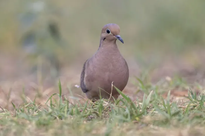 Framed Print : Ruddy ground dove, Rio Grande Valley, Texas