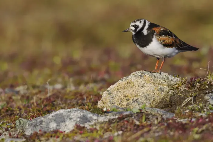 Framed Print : Ruddy Turnstone; Arctic Tundra Framed Print : Ruddy Turnstone; Arctic Tundra