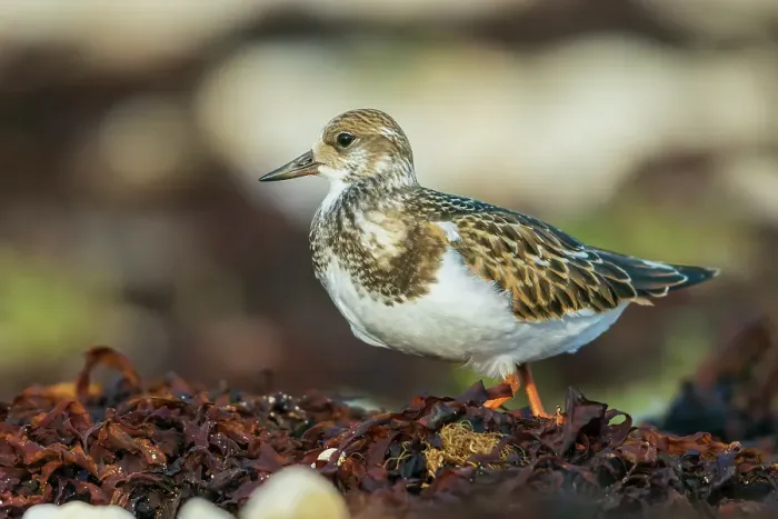 Framed Print : Ruddy turnstone foraging among washed up seaweed on the shore of Hudson Bay
