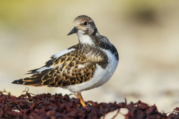 Framed Print : Ruddy turnstone taking a break to preen a bit while foraging along the Hudson Bay in Northern Manitoba