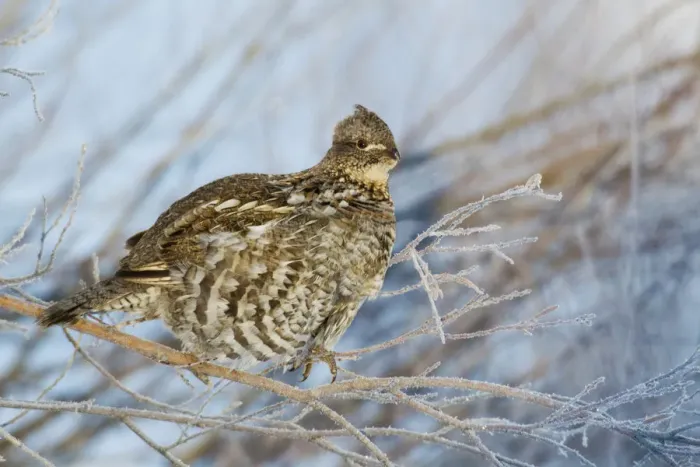 Framed Print : Ruffed Grouse; frosty winter morning Framed Print : Ruffed Grouse; frosty winter morning
