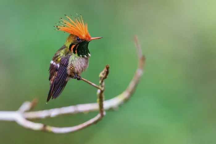 Framed Print : Rufous-crested coquette display as a younger male flies past in the forest of Peru Framed Print : Rufous-crested coquette display as a younger male flies past in the forest of Peru
