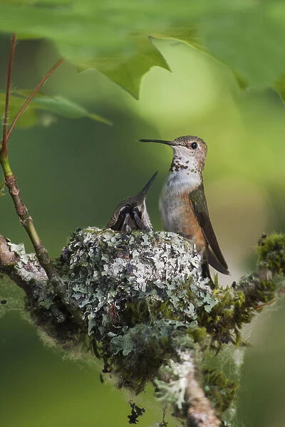 Rufous hummingbird female with chick on nest