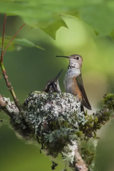 Framed Print : Rufous hummingbird female with chick on nest