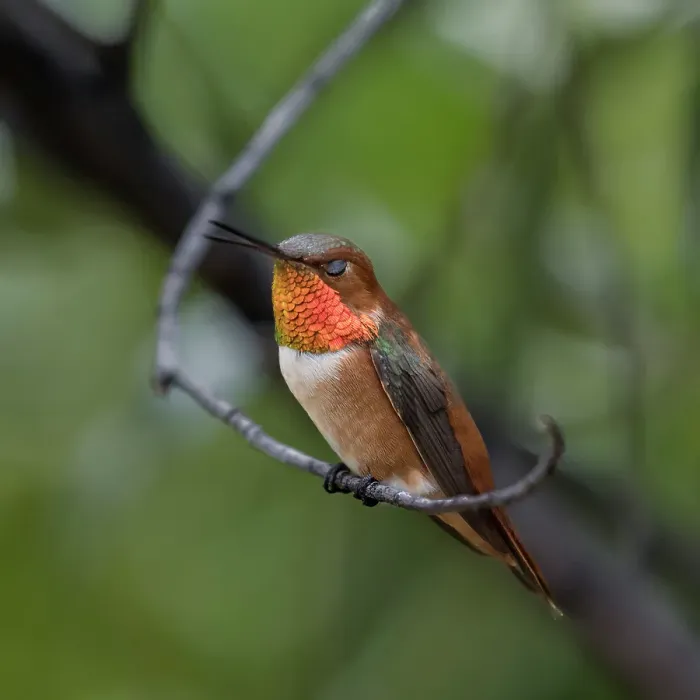 Framed Print : A rufous hummingbird perched looks Framed Print : A rufous hummingbird perched looks