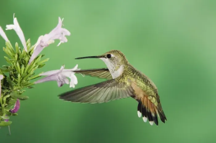 Framed Print : Rufous Hummingbird, Selasphorus rufus, immature in flight feeding on Mexican Oregano Framed Print : Rufous Hummingbird, Selasphorus rufus, immature in flight feeding on Mexican Oregano