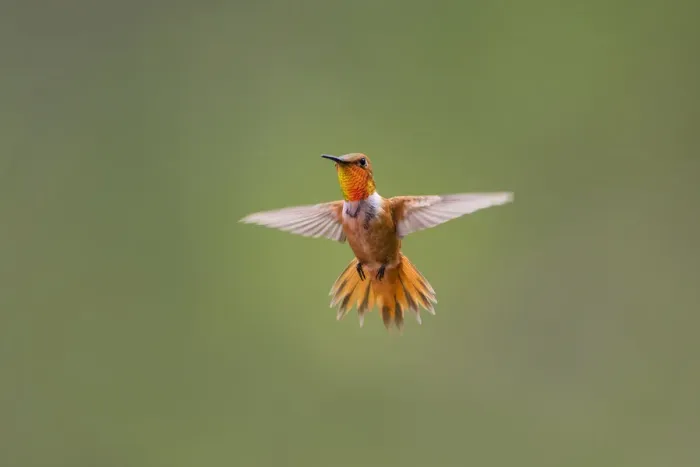 Framed Print : Rufous hummingbird (Selasphorus rufus)