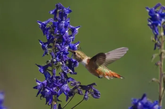 Framed Print : Rufous Hummingbird, Selasphorus rufus, female in flight drinking from Tall Larkspur Framed Print : Rufous Hummingbird, Selasphorus rufus, female in flight drinking from Tall Larkspur