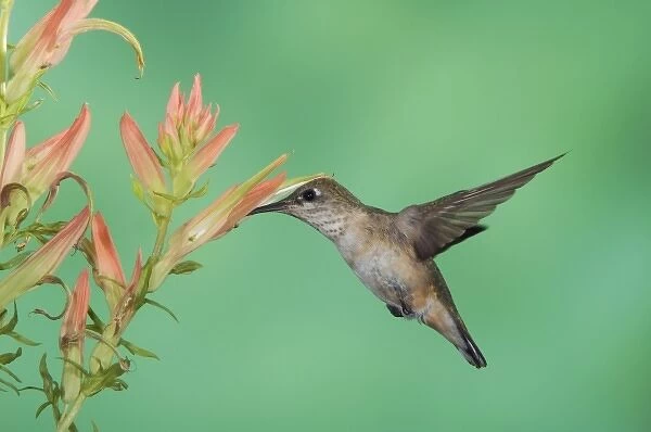 Rufous Hummingbird, Selasphorus rufus, immature in flight feeding on paintbrush flower