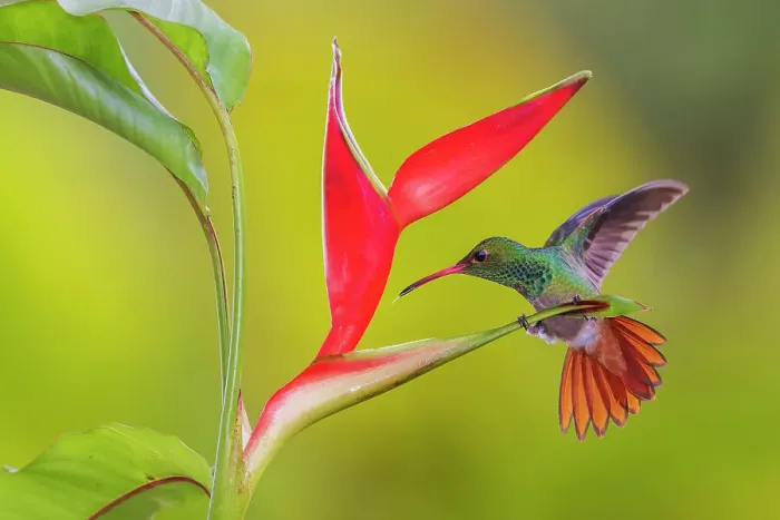 Framed Print : Rufous-tailed hummingbird approaching heliconia blooms, cloud forest, Ecuador