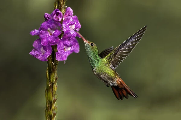 Rufous tailed hummingbird, Costa Rica