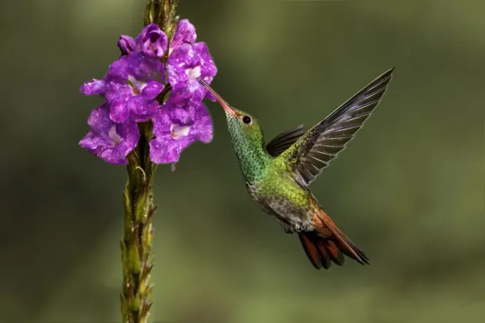 Framed Print : Rufous tailed hummingbird, Costa Rica Framed Print : Rufous tailed hummingbird, Costa Rica