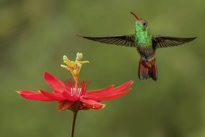 Framed Print : Rufous tailed hummingbird, Costa Rica Framed Print : Rufous tailed hummingbird, Costa Rica