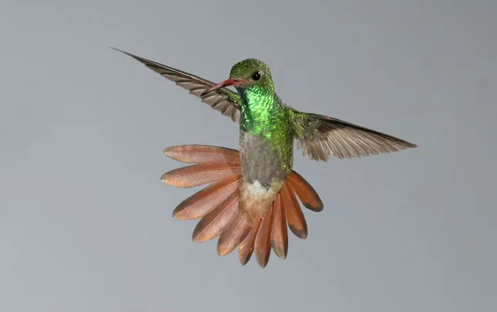 Framed Print : Rufous-tailed Hummingbird, Costa Rica, Central America Framed Print : Rufous-tailed Hummingbird, Costa Rica, Central America