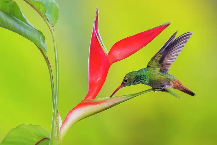 Framed Print : Rufous-tailed hummingbird getting nectar from a heliconia bloom, cloud forest, Ecuador