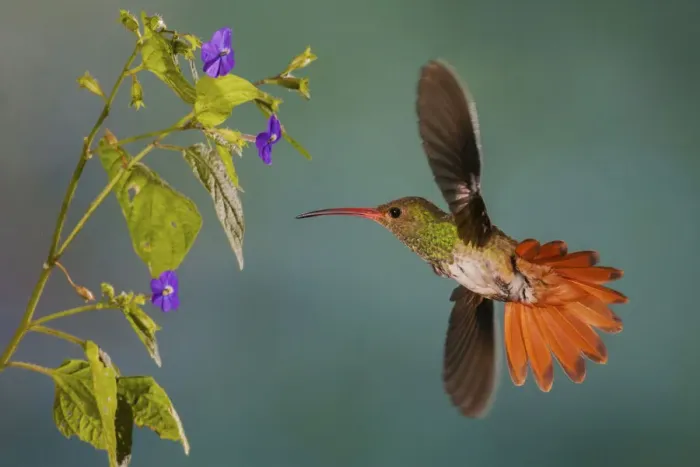 Framed Print : Rufus-tailed hummingbird Framed Print : Rufus-tailed hummingbird