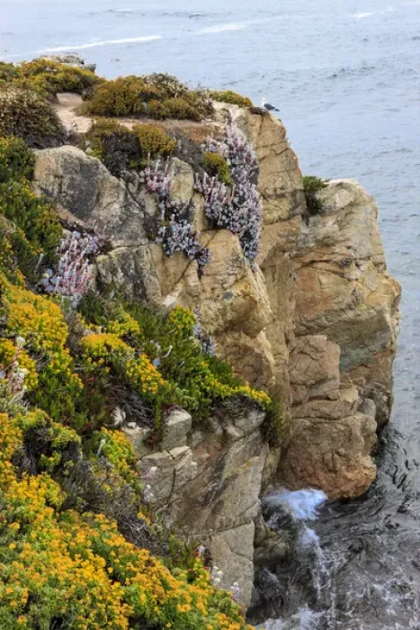 Framed Print : Rugged cliff and flowers as cliff hangers. Garrapata State Park, Big Sur, California, US Framed Print : Rugged cliff and flowers as cliff hangers. Garrapata State Park, Big Sur, California, US