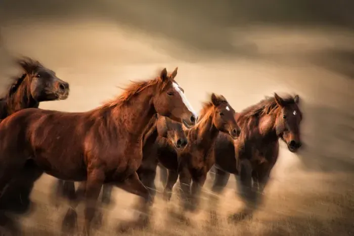 Framed Print : running horses, blur and flying manes Framed Print : running horses, blur and flying manes