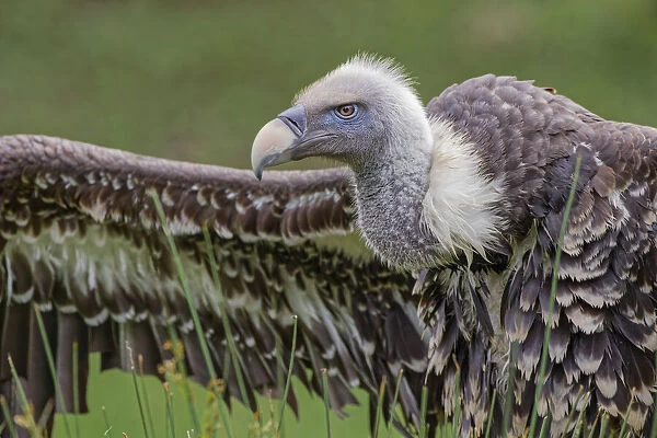 Ruppels griffon vulture, Critically endangered species