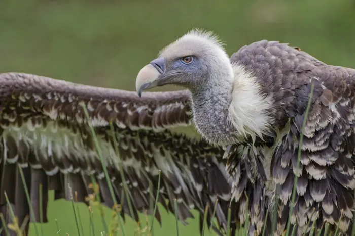 Framed Print : Ruppels griffon vulture, Critically endangered species Framed Print : Ruppels griffon vulture, Critically endangered species