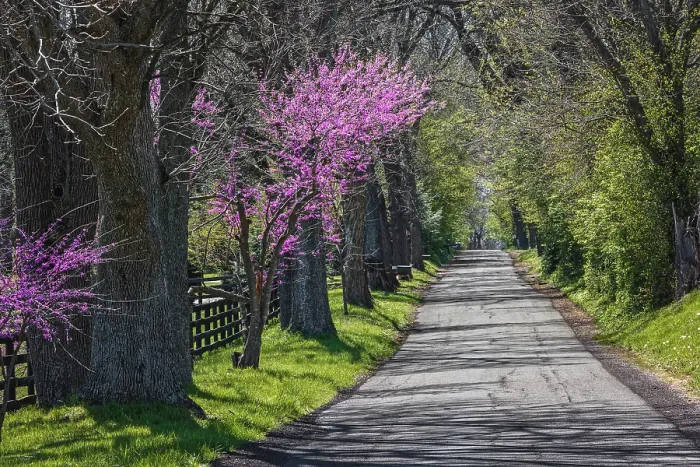 Framed Print : Rural country road near Lexington, Kentucky in spring with redbud tree in full bloom Framed Print : Rural country road near Lexington, Kentucky in spring with redbud tree in full bloom
