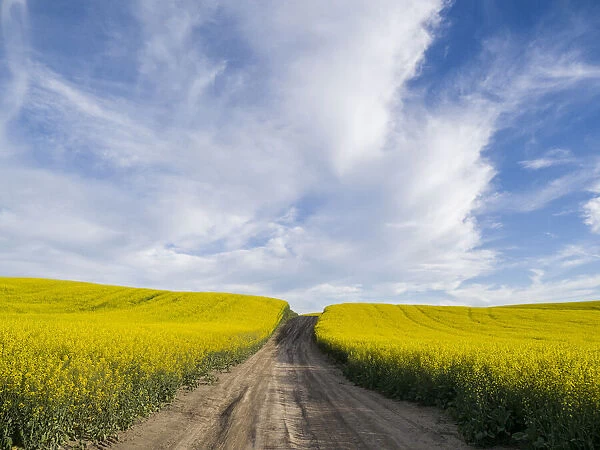 Rural dirt road with blooming canola fields on both sides
