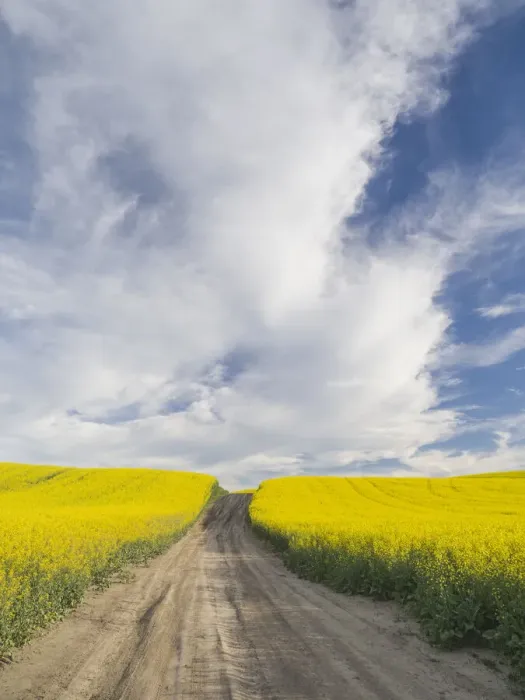 Framed Print : Rural dirt road with blooming canola fields on both sides Framed Print : Rural dirt road with blooming canola fields on both sides