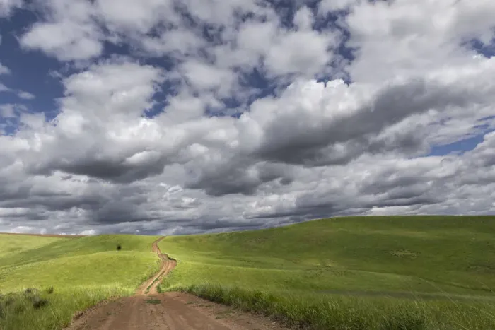 Framed Print : Rural dirt road among rolling fields of wheat crops, Palouse region of eastern Washington Framed Print : Rural dirt road among rolling fields of wheat crops, Palouse region of eastern Washington