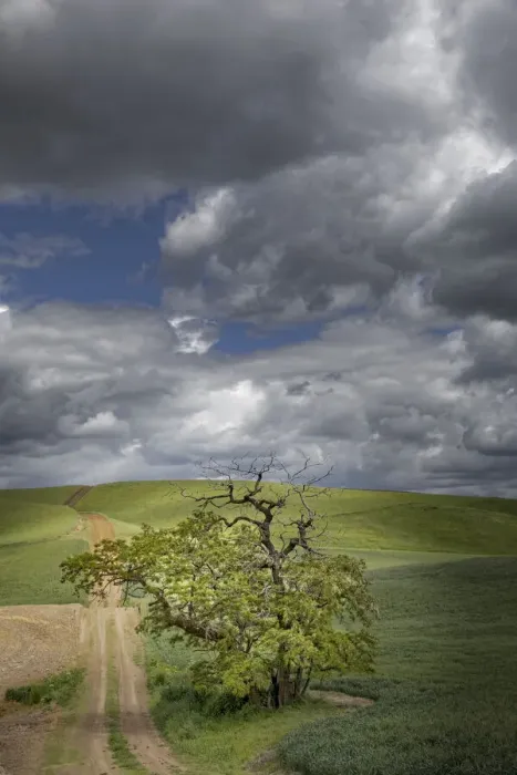 Framed Print : Rural dirt road and single tree among rolling fields of wheat crops