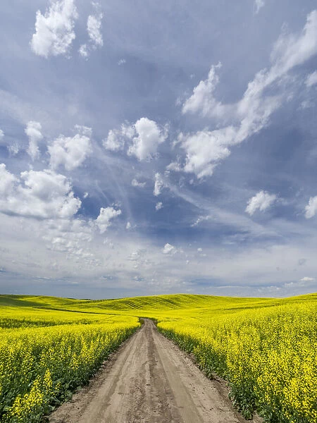 Rural dirt road surrounded by canola fields