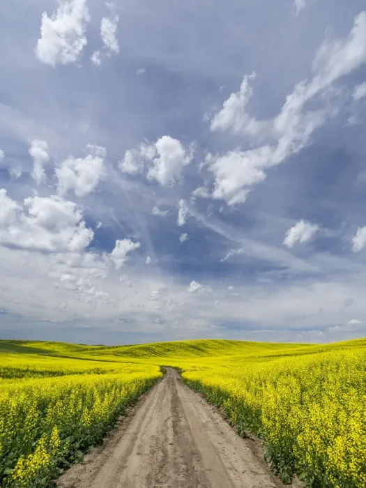 Framed Print : Rural dirt road surrounded by canola fields Framed Print : Rural dirt road surrounded by canola fields
